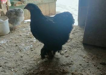 Kury kochiny olbrzymi czarne