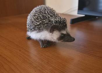 Jeż pigmejski (samiec, 4 miesiące) z pełnym wyposażeniem / terrarium