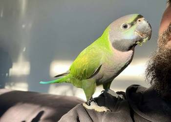 Aleksandretta Chińska 2025