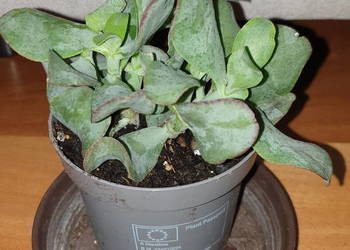 grubosz  Arborescens lub undulatifolia 'Blue Hale', nie mam pewności