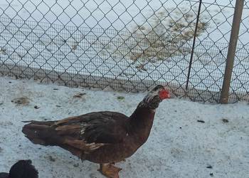 Kaczki i kaczory francuskie/piżmowe czekoladowe.