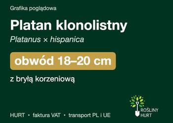 Platan klonolistny obwód 18-20 cm, z bryłą – HURT
