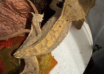 Gekon orzęsiony samiczka