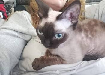 Kot devon rex 4 lata