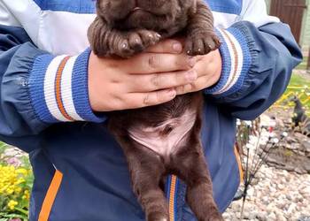 Szczeniaki Labrador Retriever