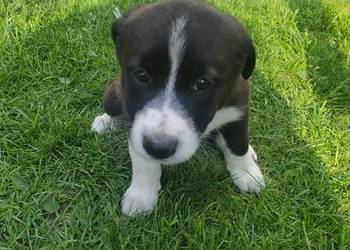 Szczeniaki border collie