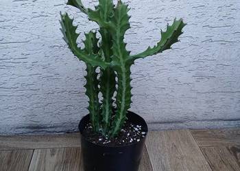 Euphorbia lactea kolekcjonerski wilczomlecz