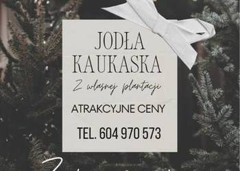 Jodła kaukaska cięta Atrakcyjne ceny !!!