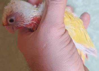 Papugi rudosterki ręcznie karmione