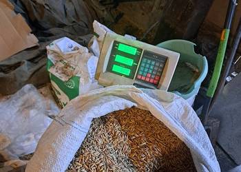 Owies jary suchy ciężki