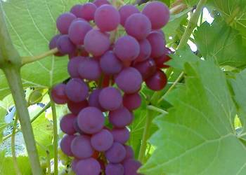 Sadzonki winogron: deserowych oraz przerobowych