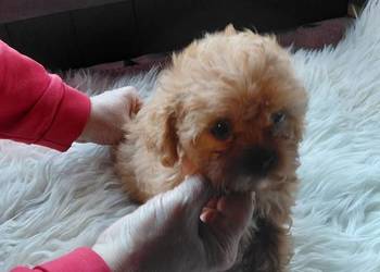 Cavapoo - maleńka suczka Cavapoo - maleńka suczka