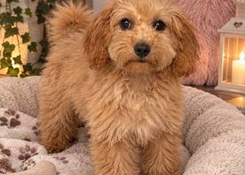 Odchowana Maltipoo Maltanczyk & Pudel Toy Mega Wyprawka Nauczona Czystości!