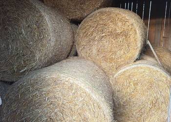 Sprzedam słomę pszenną.