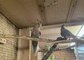 Rozelle królewskie Rozelle królewskie