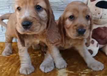 Śliczne Szczenięta Cocker Spaniel Angielski