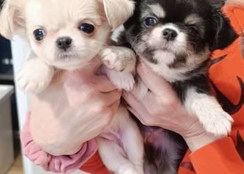Chihuahua  podpalany