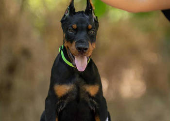 Doberman, 3,5 miesiąca samiec
