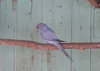 Aleksandretty obrożne różne mutacje