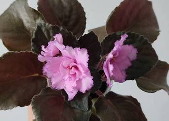 Sprzedam sadzonkę fiołka odmiany Kris