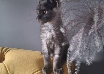 Czarny srebrny Maine coon