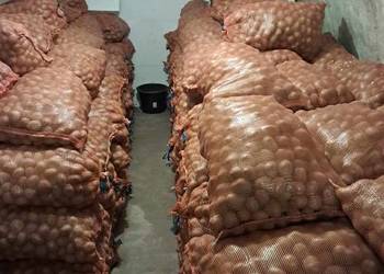 ziemniaki kaliber 3,5-6 cm Bellarosa, Tajfun