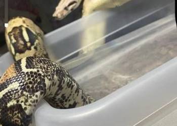 Samiec Boa imperator