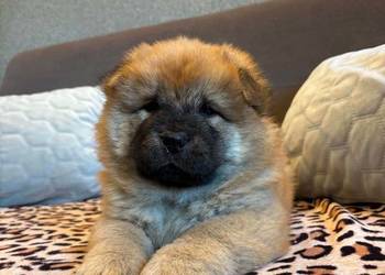 Chow Chow