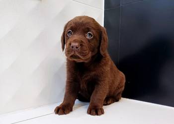 Labrador Retriver