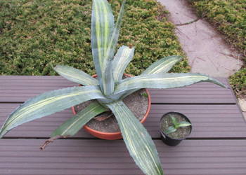 Unikatowa agawa - agave americana striata - jedyna sadzonka