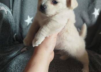 Suczka Kremowa/ długowłosy chihuahua