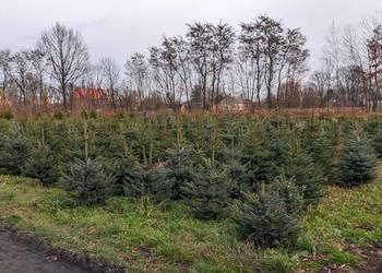 Świerk Srebrny – Drzewka / Choinki Świąteczne | ceny od 35 zł