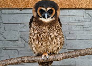 strix leptogrammica para