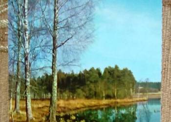 BIAŁE BRZOZY NAD BRZEGIEM RZEKI W SKANDYNAWI