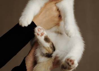 British Shorthair • Kotka Chocolate Tortie Harlequin