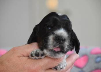 Cocker Spaniel Angielski - szczenięta FCI
