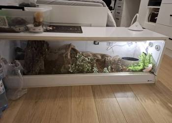 Terrarium 120x40x40 wyposażone dla weza i innych