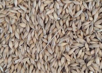 jęczmień jary,   zbiór 2025