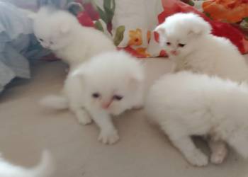 Korki perskie białe sreberka