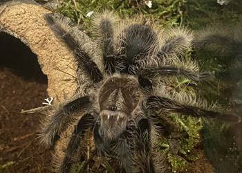 ptasznik z terrarium