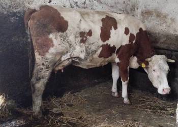 Sprzedam dwie krowy cielne