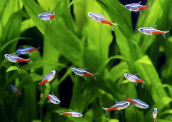 Neon inessa, neonki inessa, ryby akwariowe, rybki akwarium