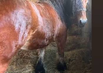 Klacz zimnokrwista 3 lata