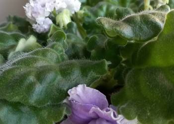 Fiołki kolekcjonerskie różne kolory