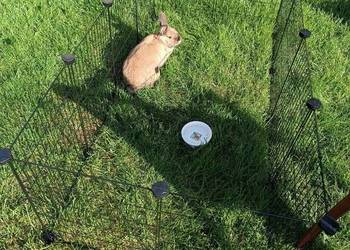 Kojec dla świnki morskiej klatka wybieg dla pupila