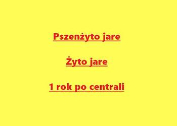 Pszenżyto jare po centrali - przenżyto jare