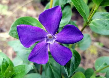 Barwinek pospolity Duże sadzonki