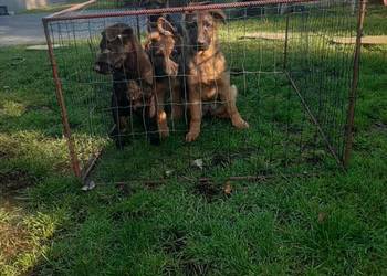 Owczarek niemiecki krótkowłosy