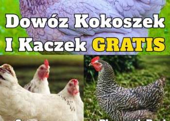 Kury z GWARANCJĄ - Dowóz GRATIS Ferma Drobiu Ładna 97A Luty/Marzec