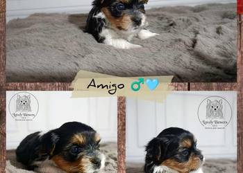 Amigo - Biewer Yorkshire Terrier - ZHPR UCI - 4 pokoleniowy rodowód